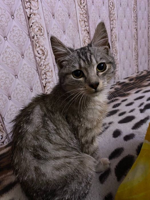 Відам в добрі руки котика