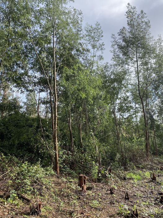Lenha ou matéria Biodegradável