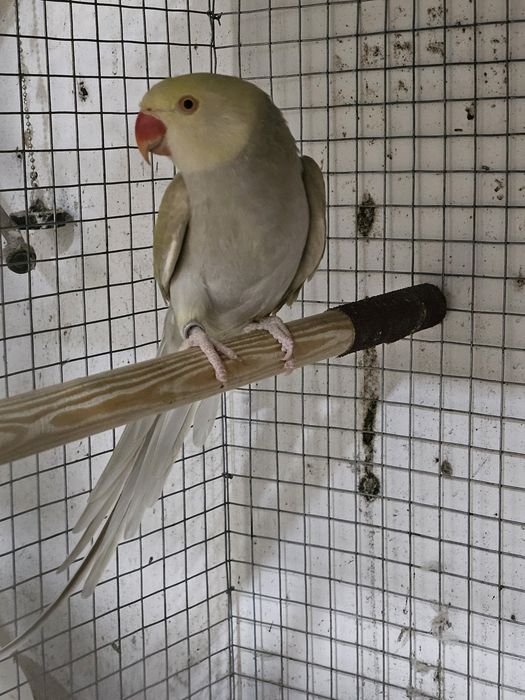 Ringneck para cedencia