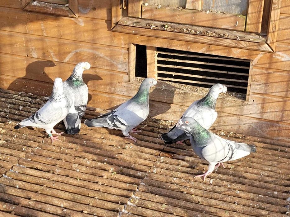 Gołębie staropolskie