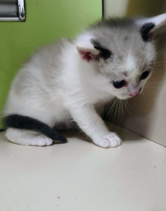 Котёнок мальчик сиамский 1 месяц