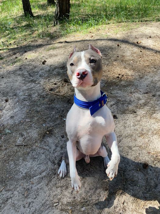 Кобель питбуля для вязки