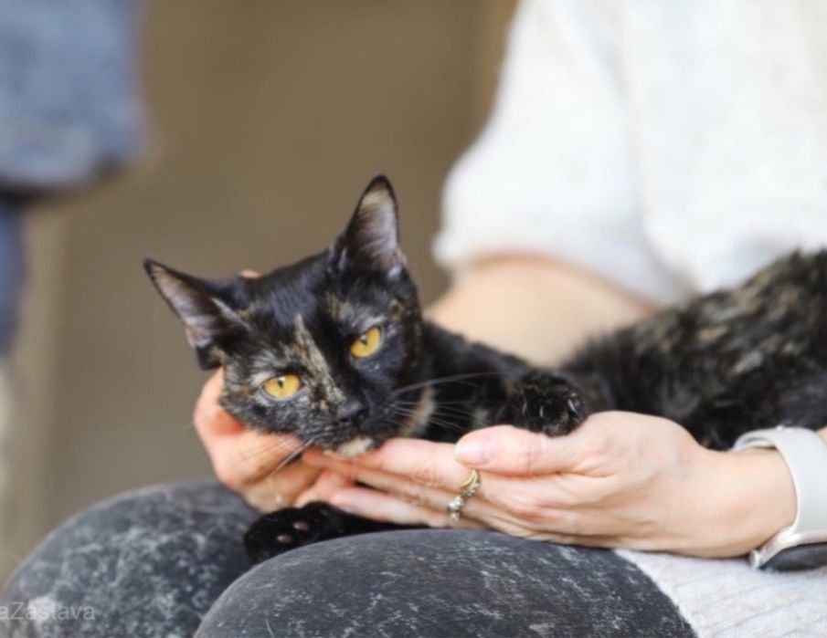 Кошечка Галатея, 8 мес, маленькая киса, девочка