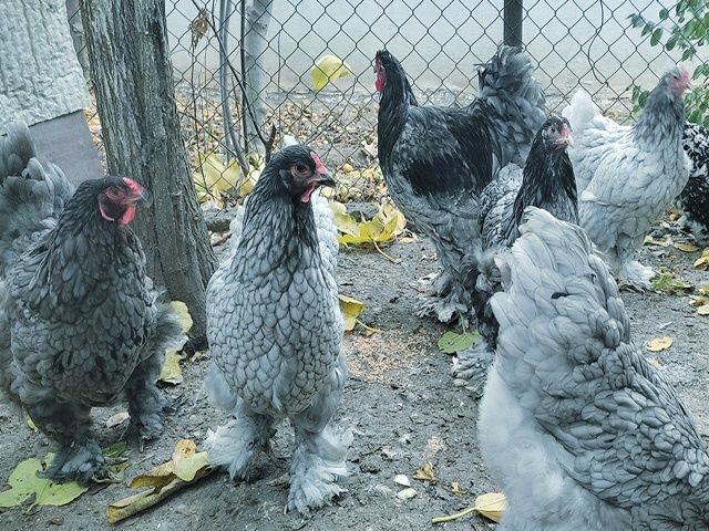 Яйце для інкубації, курчата, Кохінхін – блакитний, лавандовий, золото.