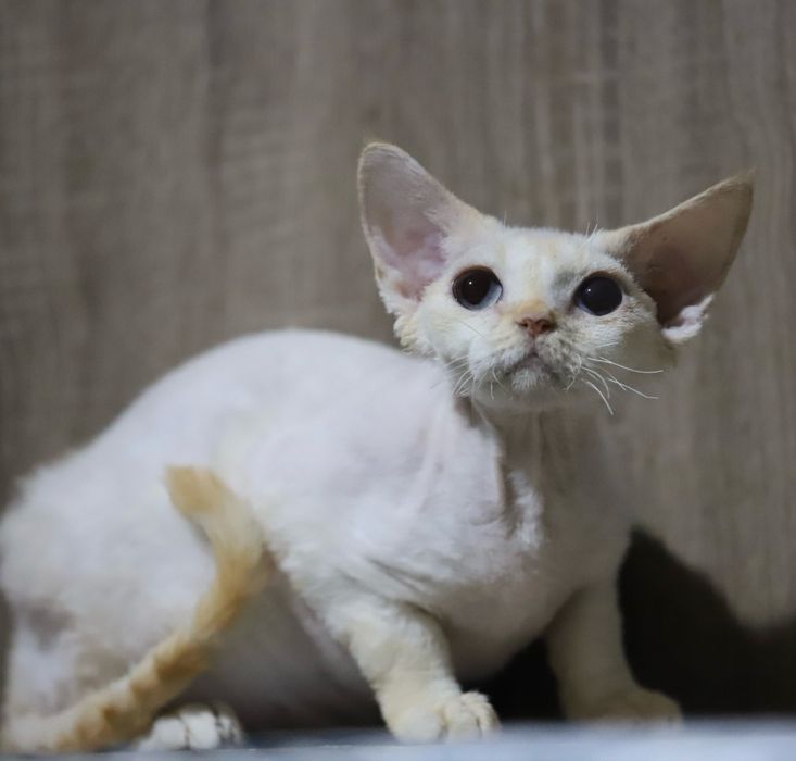 Хлочик породи девон рекс