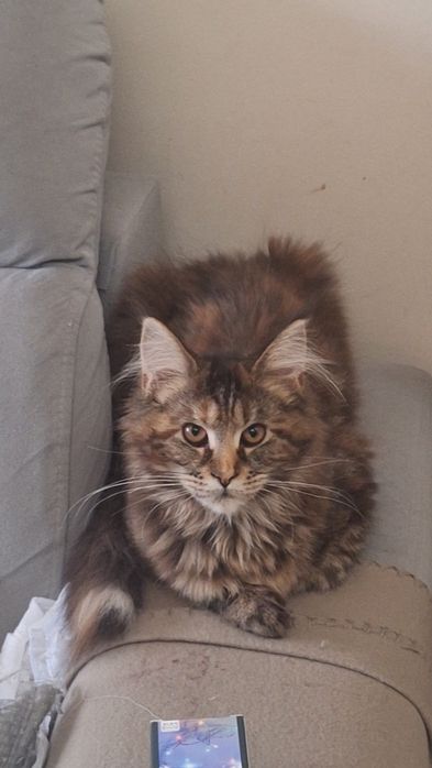 Wspaniała Maine Coon