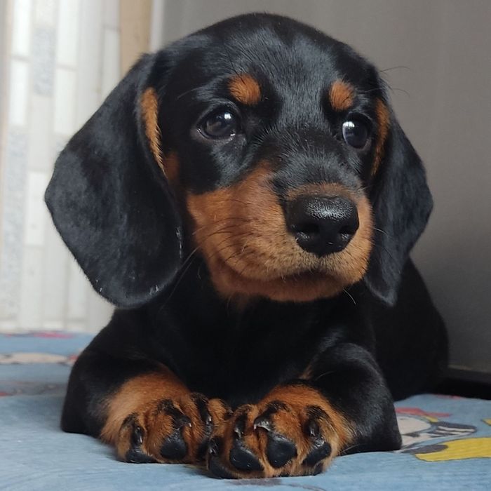 Продається дівчинка карликових такс.