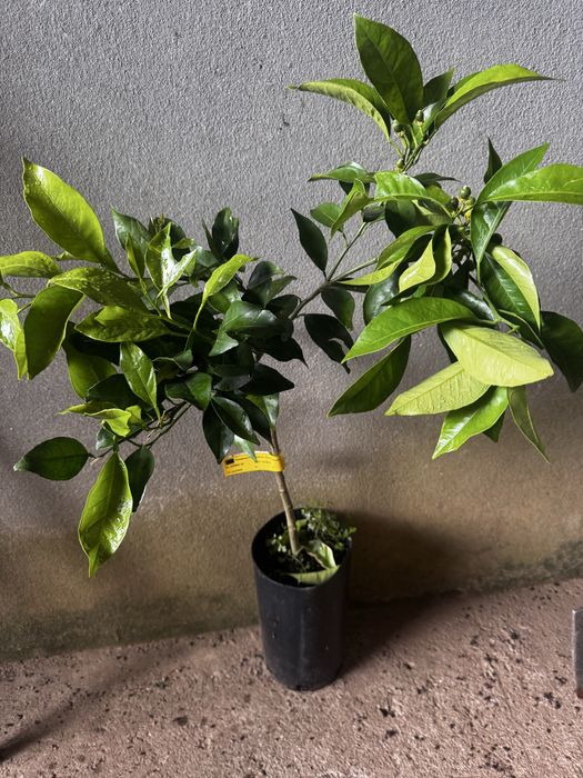 Laranjeira anã com fruto