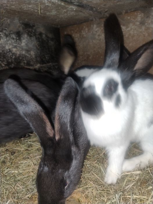 Króliki s to srokacze