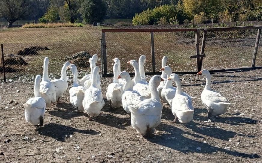 Продам гуси мамут
