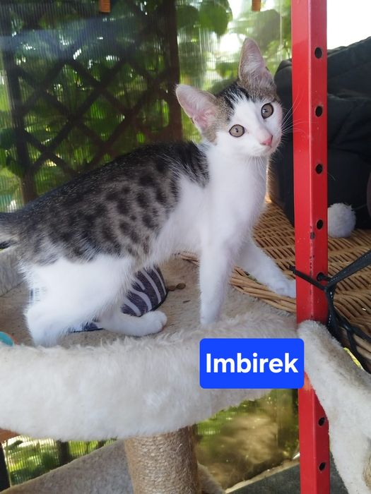 Kocurki szukają Domu