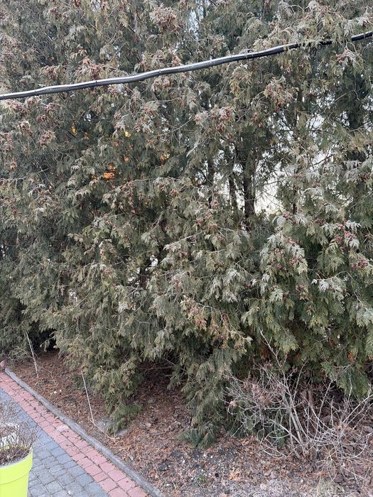 Oddam ścięte tuje 12 sztuk