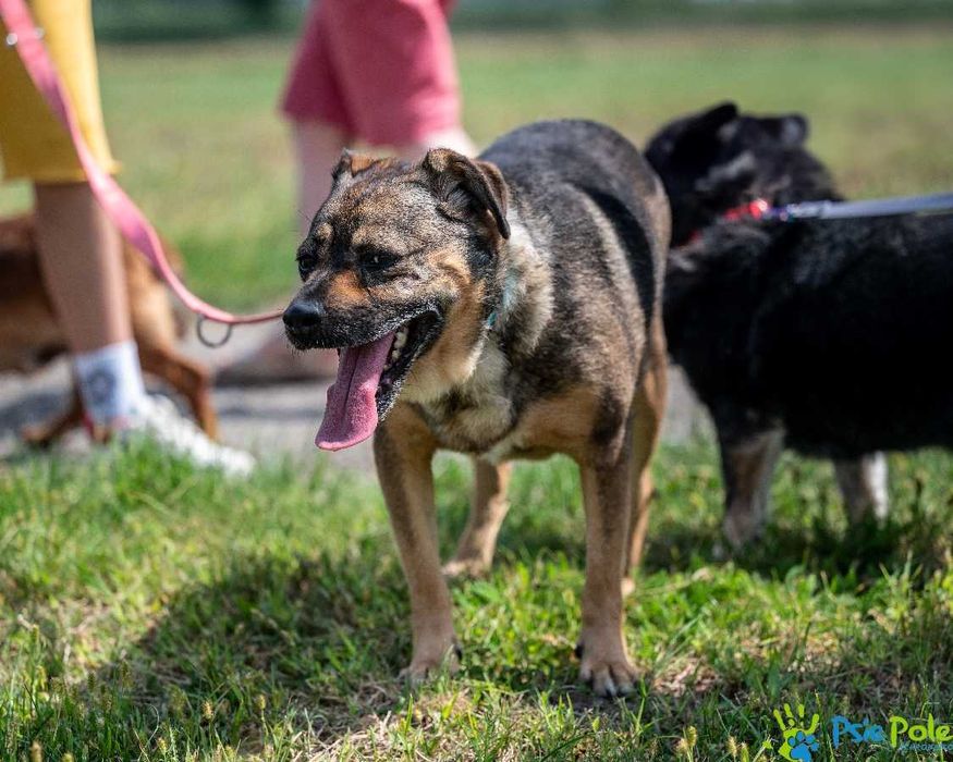 Kontaktowy psiak GENIUSZ czeka na adopcję