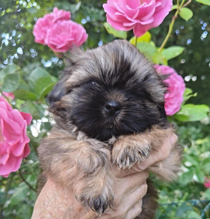 Shih tzu piesek FCI malutki
