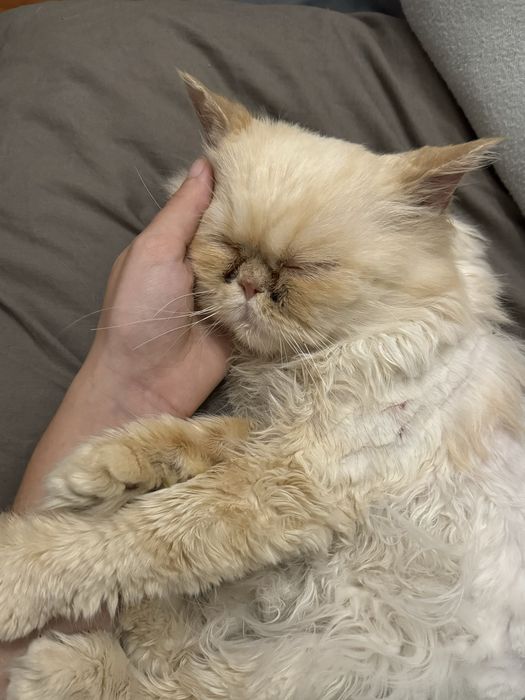 Novo Lar para Gato Persa