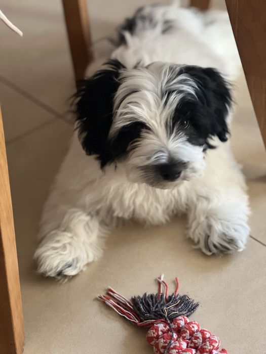 Продаю унікальне цуценя