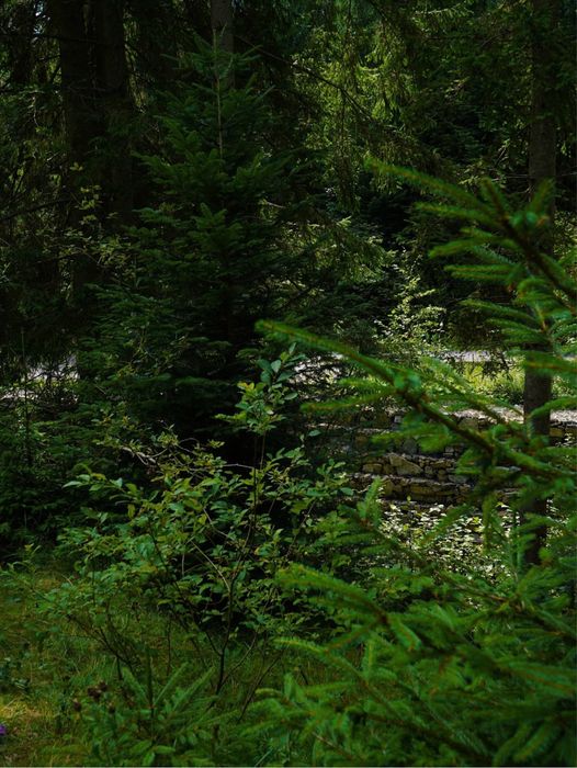 Ділянка в Карпатах біля річки ( Кривопільський перевал )