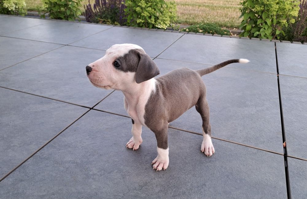 Amstaff   suczka