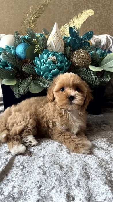 Іграшковий хлопчик мальтіпу