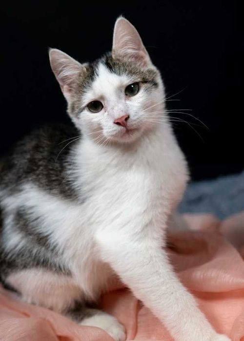 Półroczny słodziak szuka domu