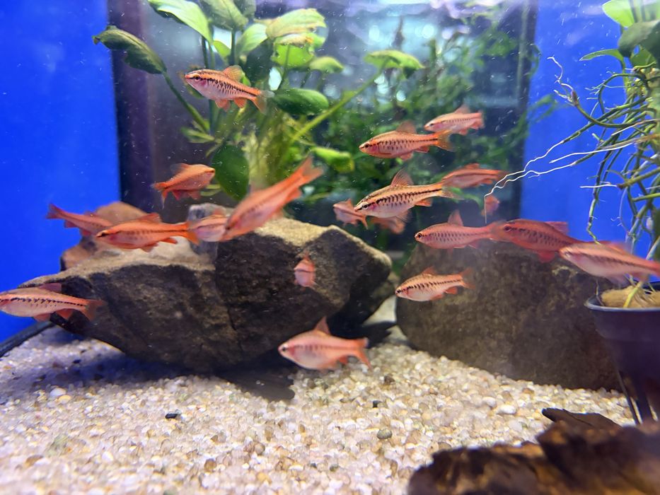 Brzanka wysmukła (Titea)- Aqua-Tech