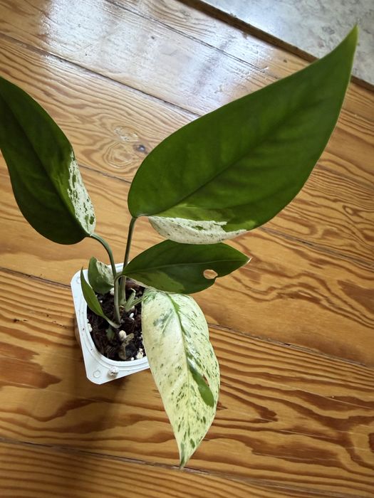 Epiptemnum pinnatum marble variegata