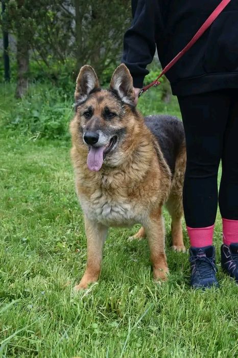 Pat i Mat - mieli kiepskie życie .Szukają domów .Wspólnie lub osobno