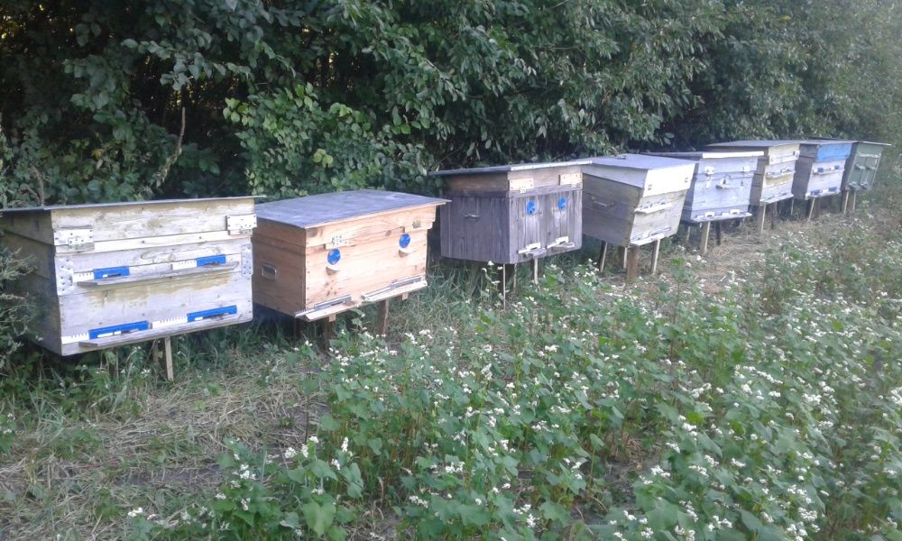 Продам бджолині сімї  бджоли(БДЖОЛОПАКЕТИ)2026