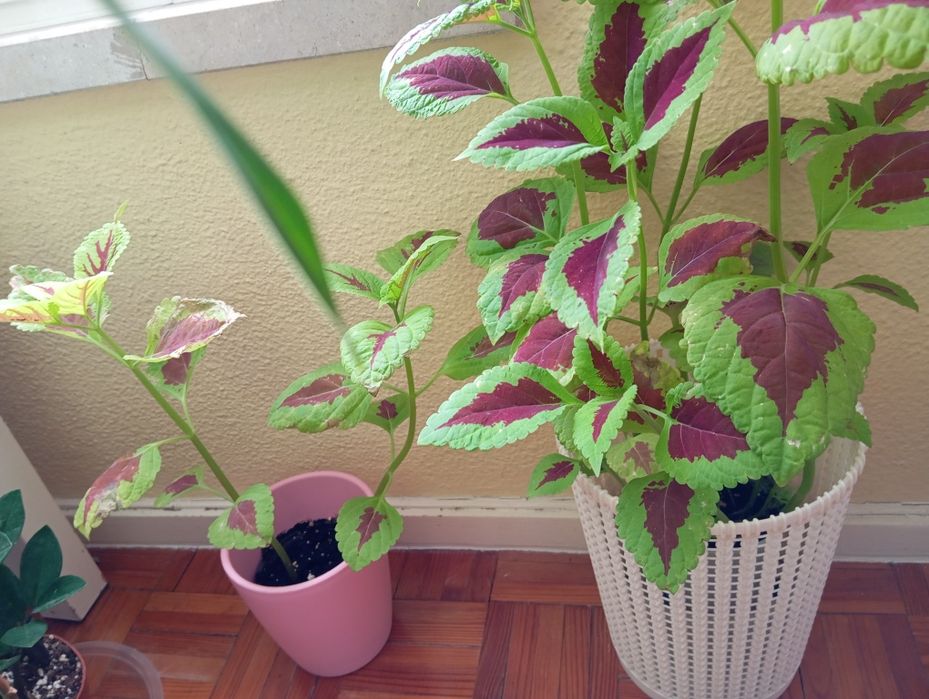 Plantas naturais 3 a 6 euros