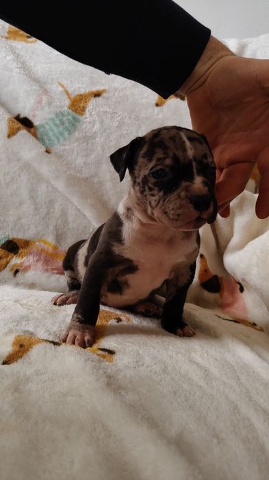 Suczka American Bully xl