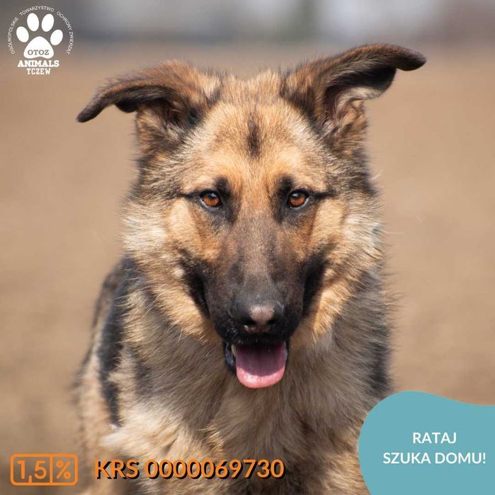 OTOZ TCZEW - RATAJ - szuka domu!