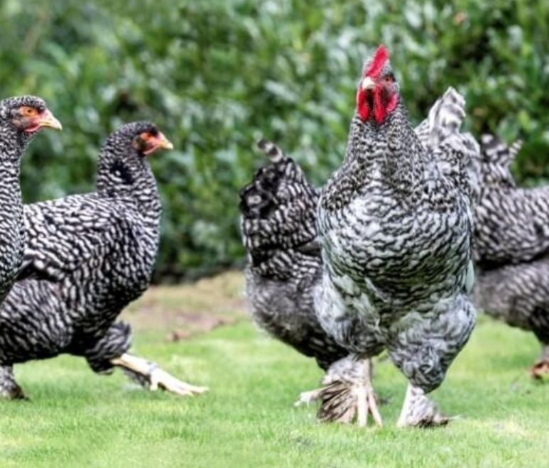 Maline pedrês ovos