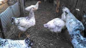 Продам інкубаційне яйце курей Фоксі Чікс.