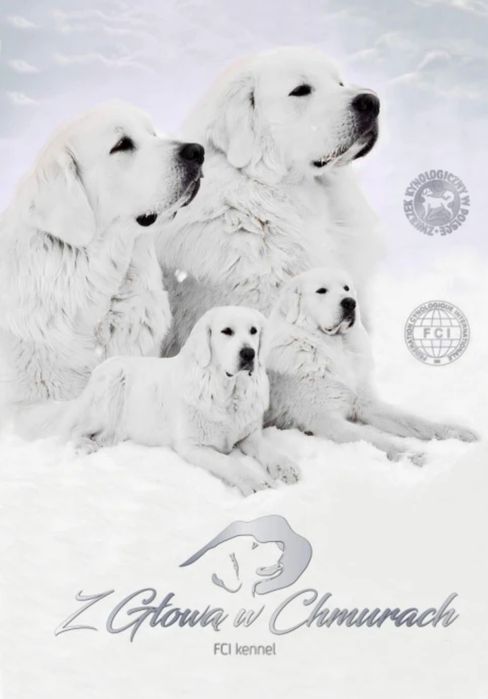 Owczarek podhalański SZCZENIAK  REZERWACJE  WIOSNA 2026