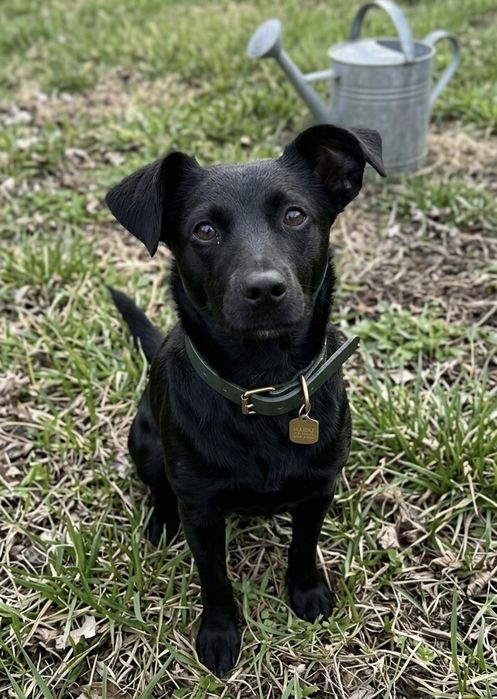 Девочка 8 месяцев с обработками ищет дом