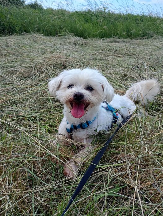 Tobi mały maltańczyk do adopcji