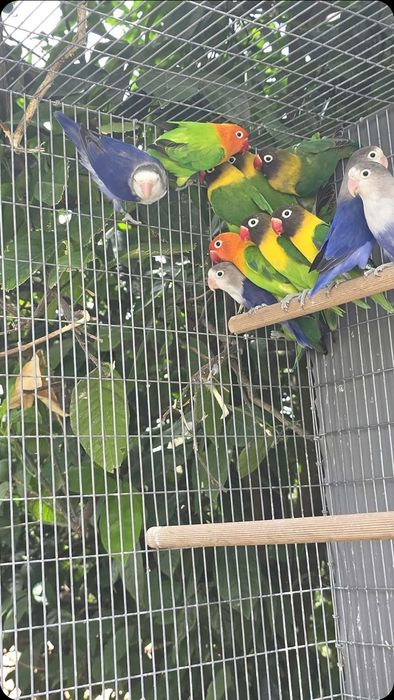 Agapornis fischeri e personatas