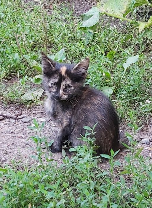 Отдам котят в добрые руки