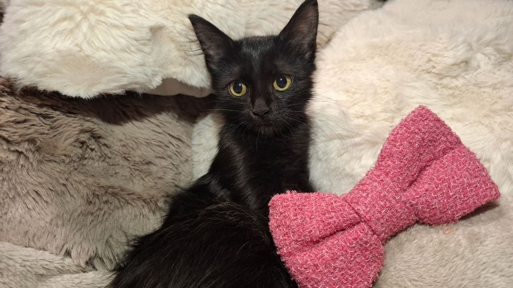 Gatinhos para adopção com oferta dos primeiros tratamentos veterinários