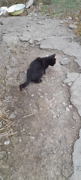 Отдам котят в хорошие руки очень игровые и ласковые