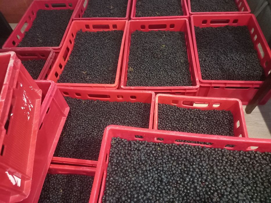 Ekologiczna aronia