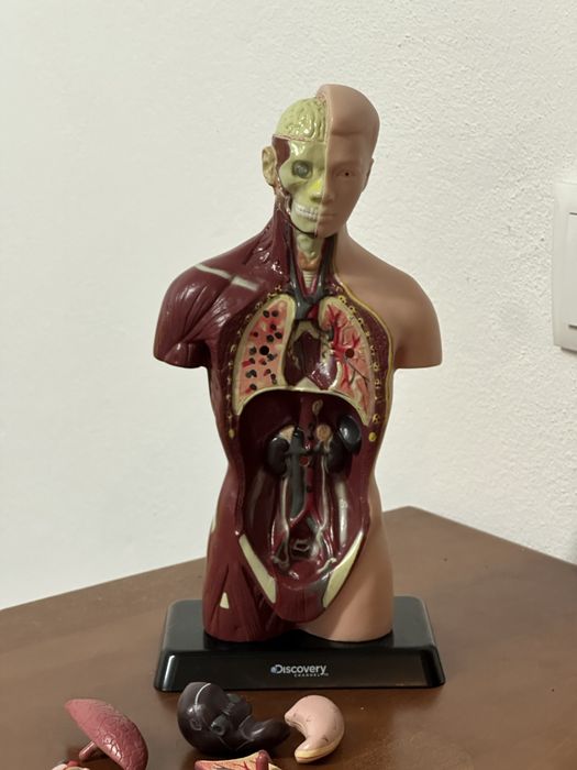 Figura Corpo humano Discovery Chanel