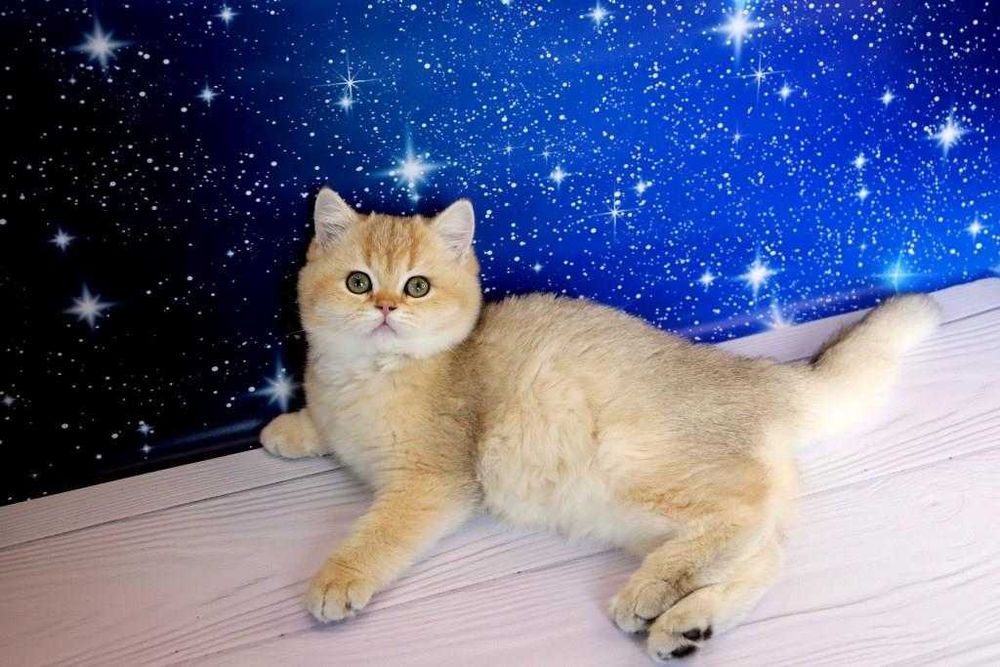 Британський чистокровний хлоп