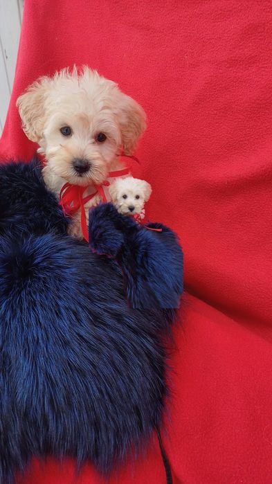 Красуня дівчинка -мальтіпу Ф1.