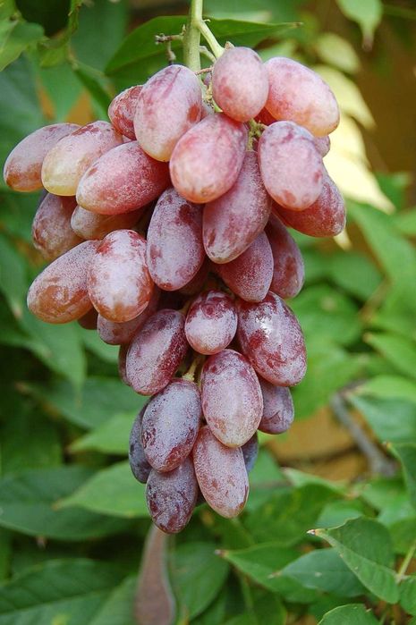 Videira de Uvas dedo de bruxa Compridas ROSÊ- Vermelha  Apenas envios