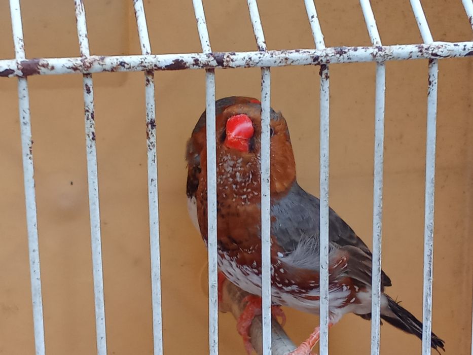 Diamantes Mandarins
