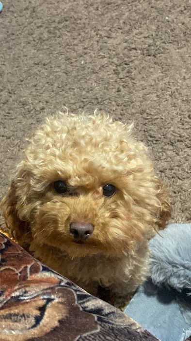 Тойпудель вязка