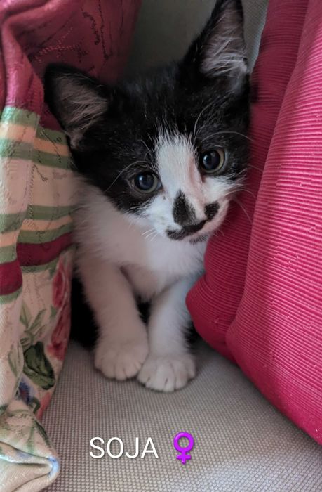 Gatinhas para Adopção Responsável