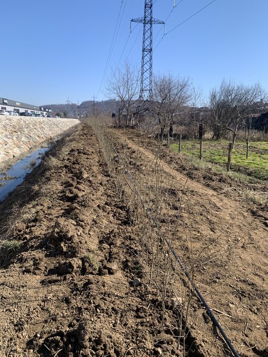 Сажанці  граба від 40 см до 2.5 м