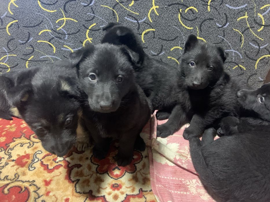 Цуценята чорної  німецької  вівчарки резерв ( бронь )
